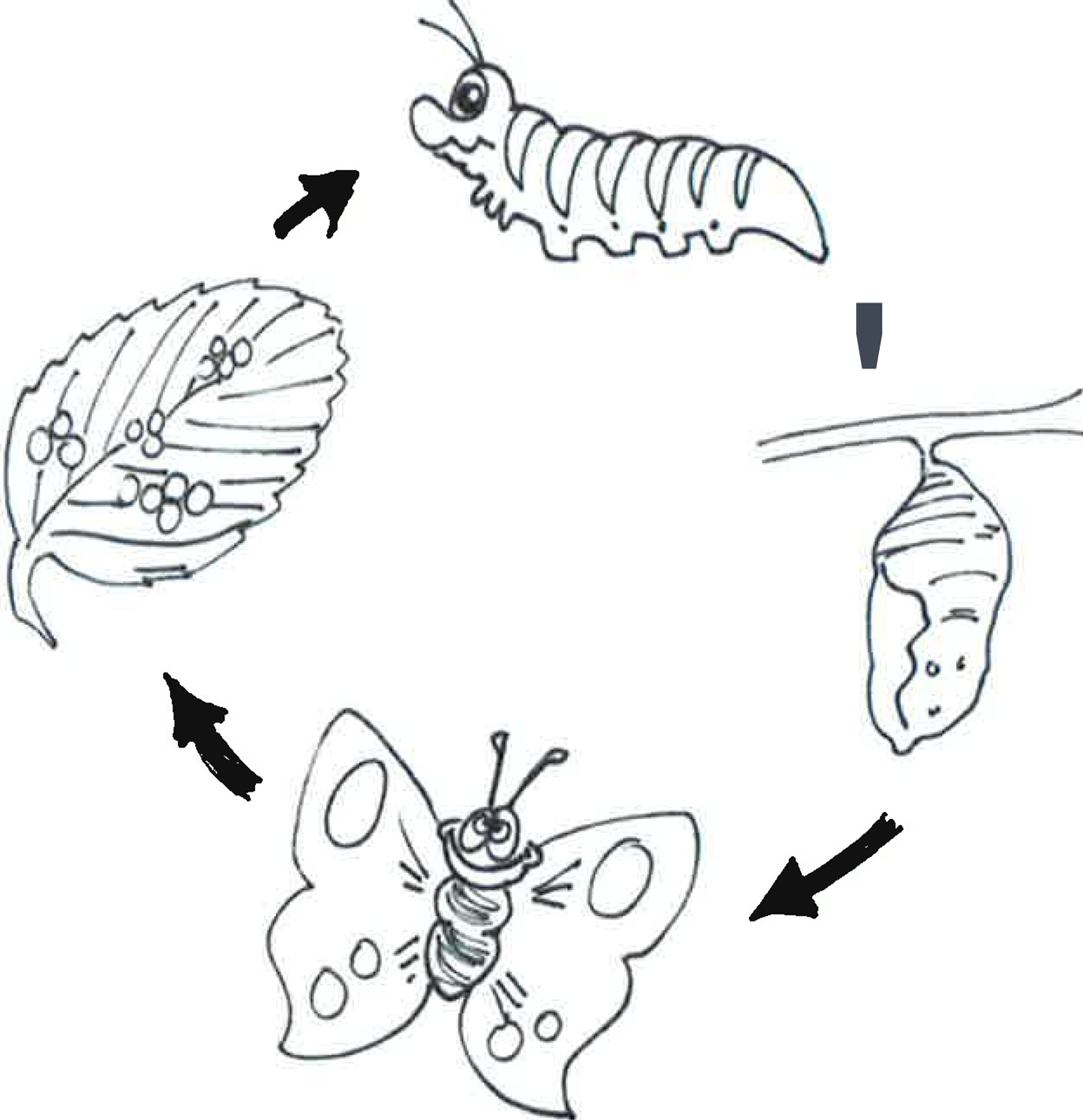 Tegning af at fange flyvende insekter